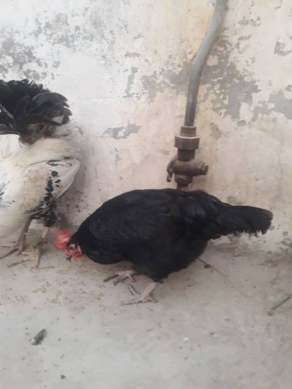 Misri Egg laying Pair For sale 03102179798 1