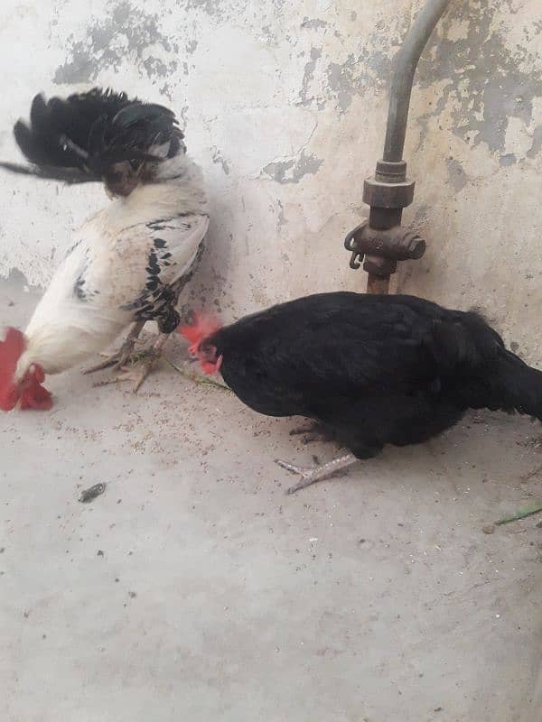 Misri Egg laying Pair For sale 03102179798 2