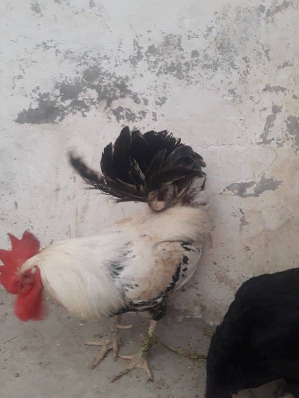 Misri Egg laying Pair For sale 03102179798 3