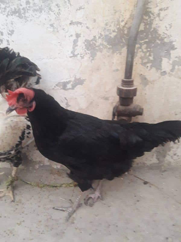 Misri Egg laying Pair For sale 03102179798 4