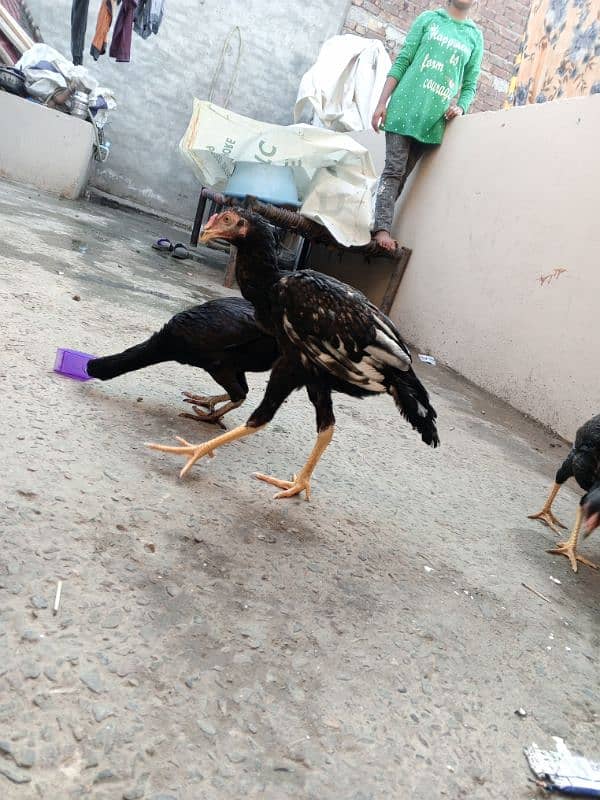 8 month old black and white color lasani muska ka crass 14