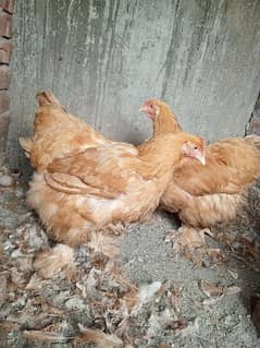 GOLDEN BUFF FEMALE EGG LAYING