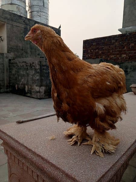 GOLDEN BUFF FEMALE EGG LAYING 1