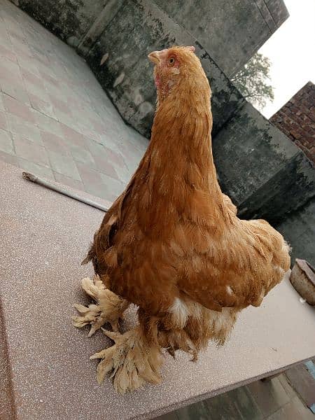 GOLDEN BUFF FEMALE EGG LAYING 2