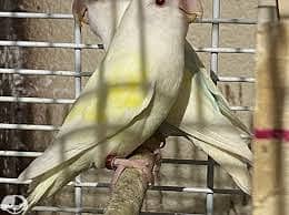 Albino / Opline / Parblue/ Love Bird/ Cage/ USE BOX 1