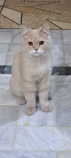 healthy and vaccinated beautiful cat