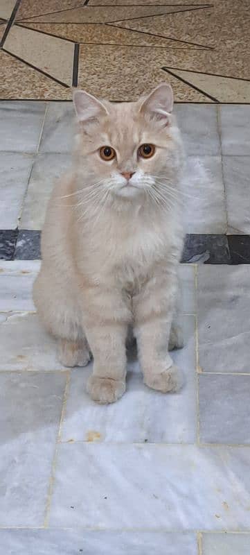 healthy and vaccinated beautiful  triple coated Persian cat 0