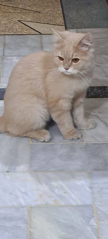 healthy and vaccinated beautiful  triple coated Persian cat 3