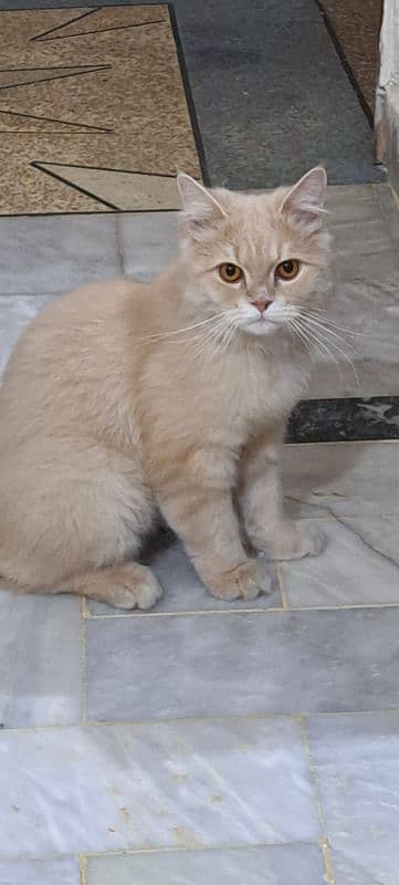 healthy and vaccinated beautiful  triple coated Persian cat 4