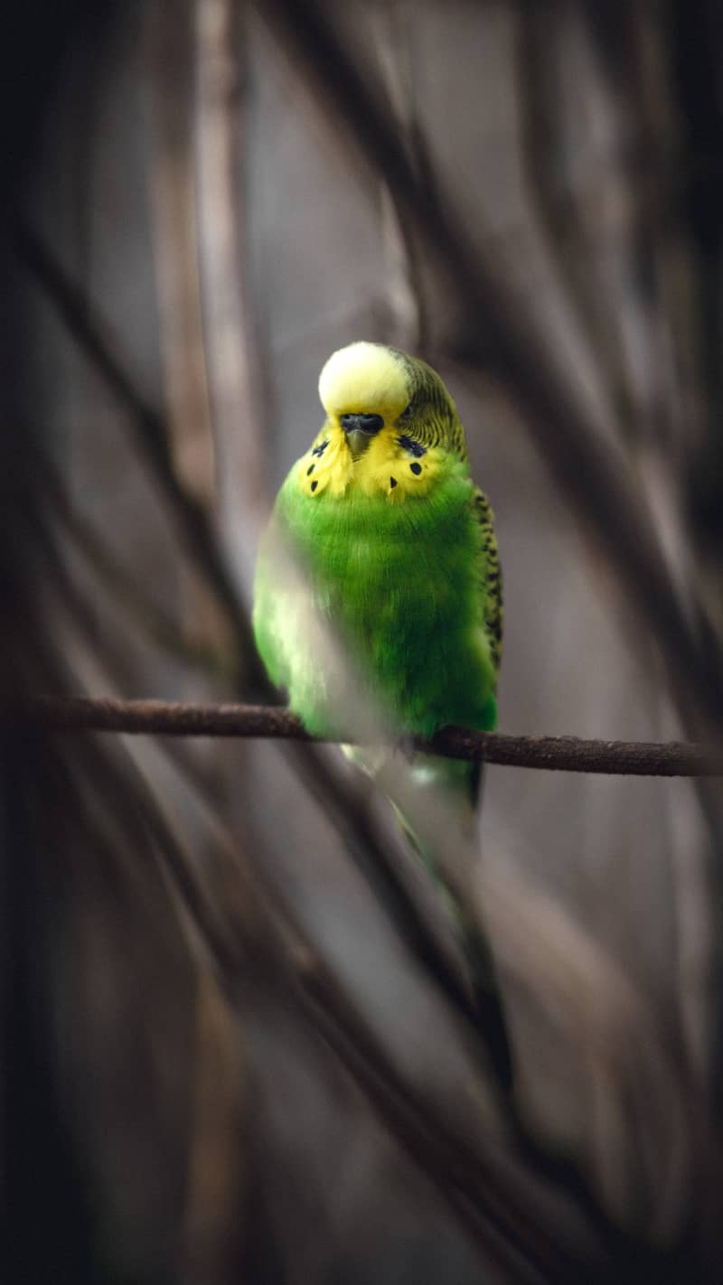 Australian parot Big Siz Hand Tam Hom Bred Beautiful Color O3O94476I7 3