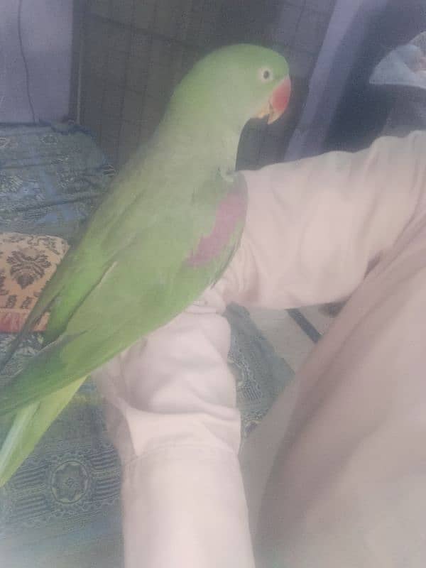 parrot talking and hand team pair Lahore 16