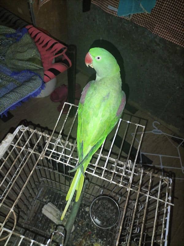 parrot talking and hand team pair Lahore 17