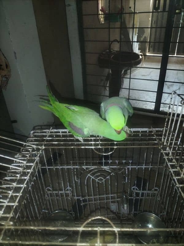 parrot talking and hand team pair Lahore 19