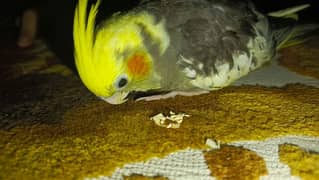 cockatiel gray pied