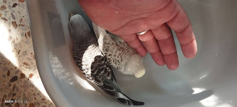 Beautiful Exhibition size Budgie chicks 0