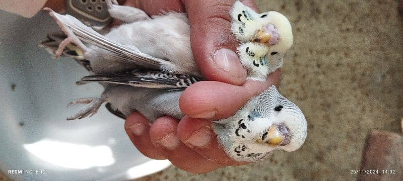 Beautiful Exhibition size Budgie chicks 1