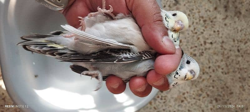 Beautiful Exhibition size Budgie chicks 2