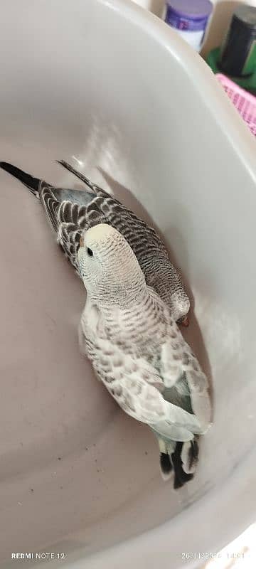 Beautiful Exhibition size Budgie chicks 3