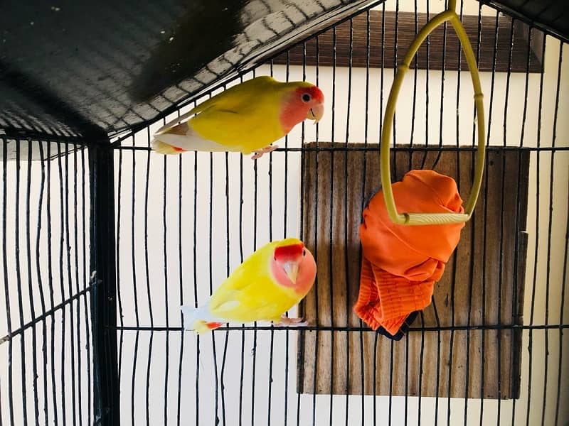 Lotino and budgies ready to breed pair 0