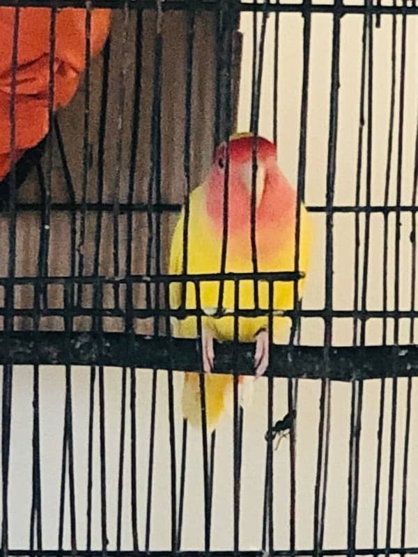 Lotino and budgies ready to breed pair 1