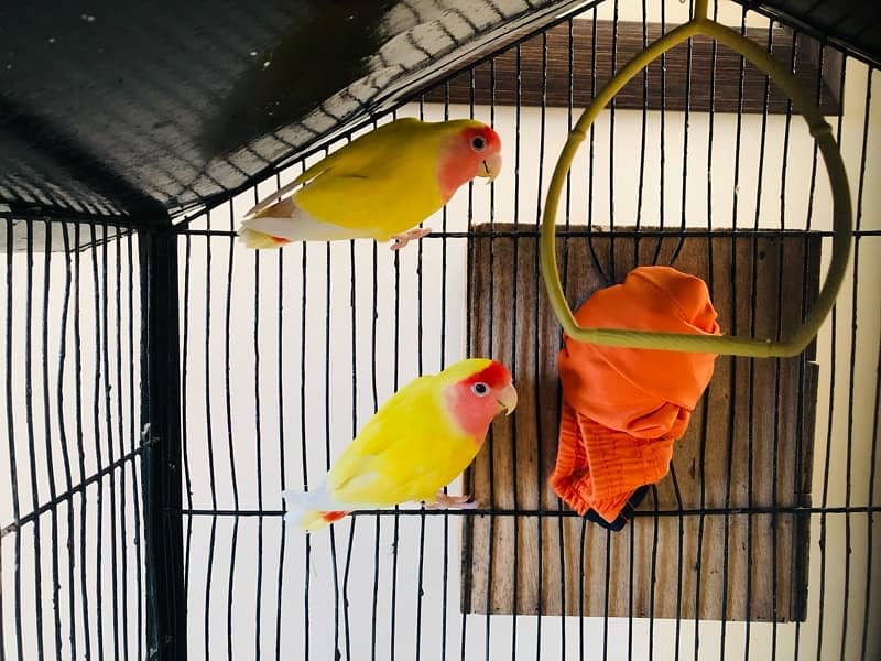 Lotino and budgies ready to breed pair 2