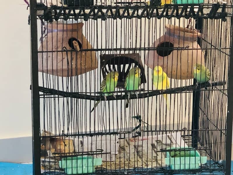 Lotino and budgies ready to breed pair 3