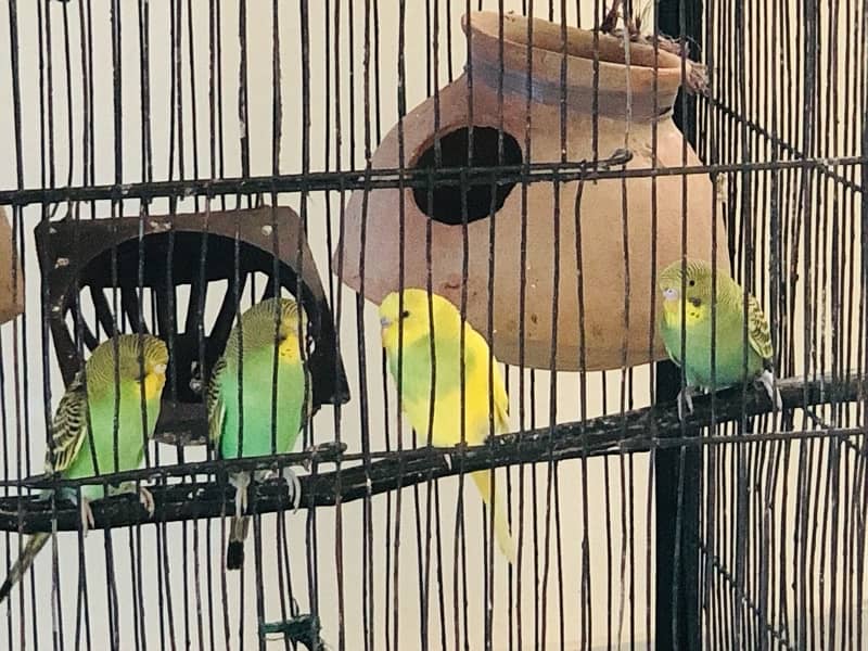 Lotino and budgies ready to breed pair 4