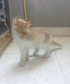 male kitten