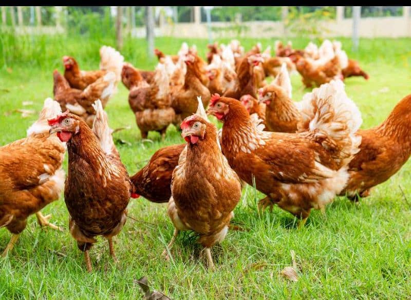 Fresh & Healthy Desi Hens for Sale – Perfect Addition to Your Farm! 0