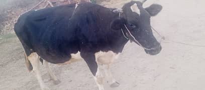 Fariesian cross cow for sale