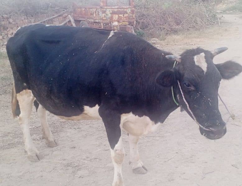 Fariesian cross cow for sale 1