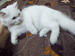 Persian cat for sale