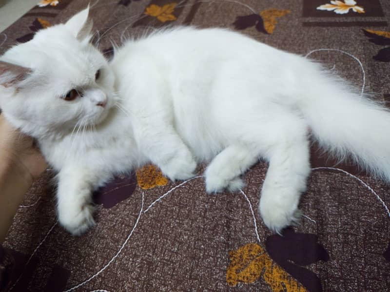 Persian cat for sale 0