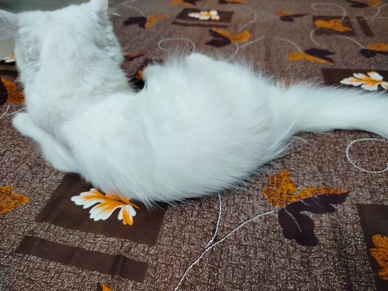 Persian cat for sale 1