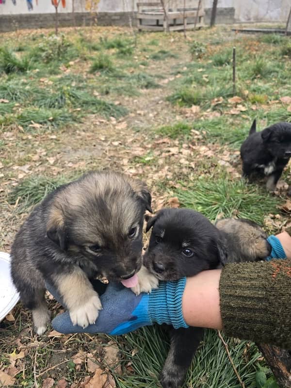 Pure Husky with 6 Pups 1