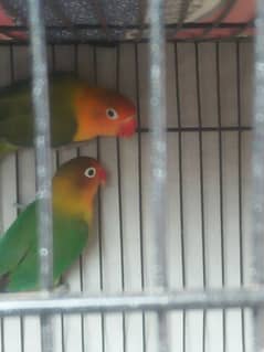 love bird