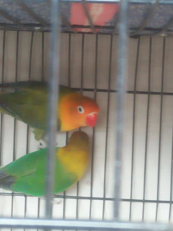 love bird 1