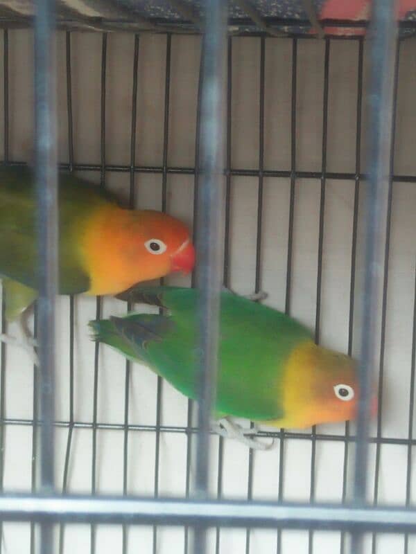 love bird 2