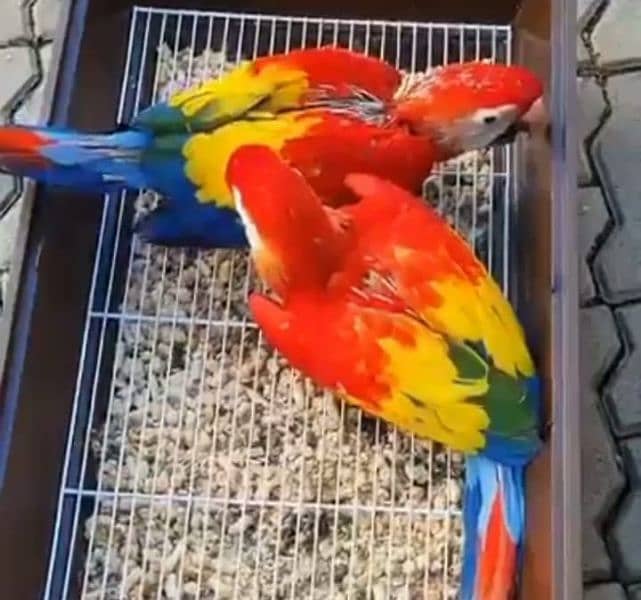 rad macaw parrot chips for sale 03086827902 1