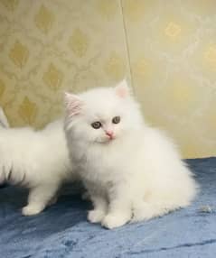 Persian Cat for sale my WhatsApp number 03238950275