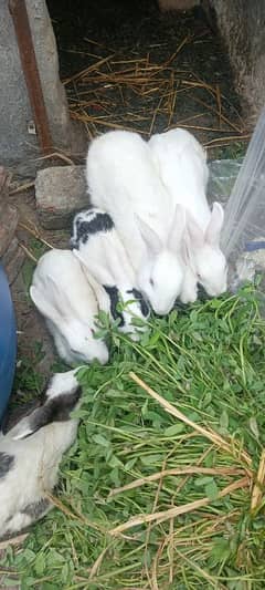 Rabbit, s for sal breeder