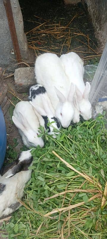 Rabbit, s for sal breeder 0