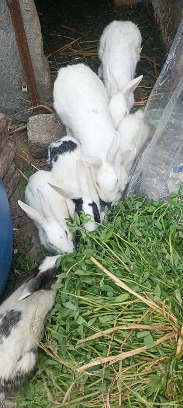 Rabbit, s for sal breeder 1