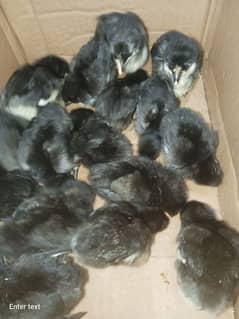 Australorp & RiR Chicks