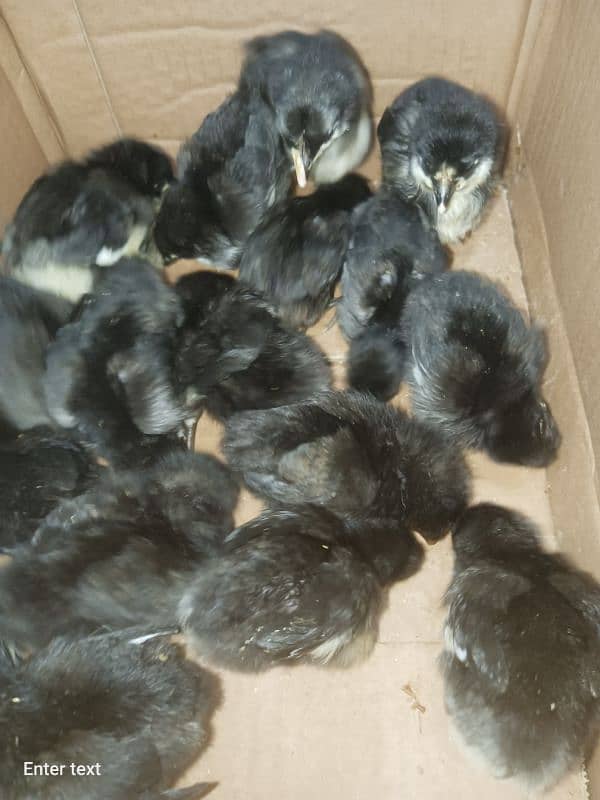 Australorp & RiR Chicks 0