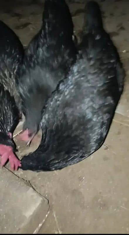 Australorp & RiR Chicks 3