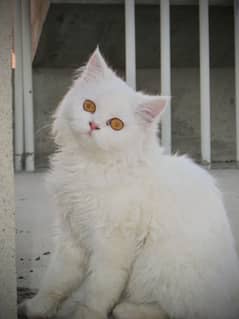 Persian White cat