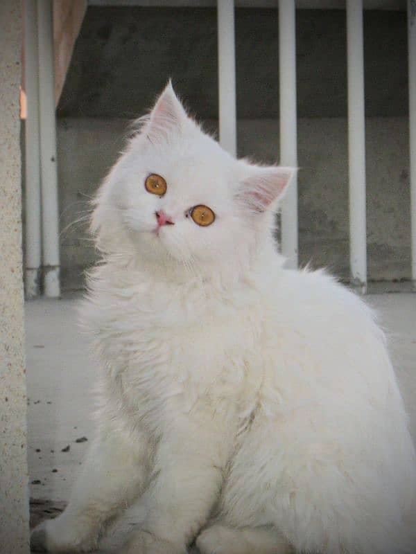 Persian White cat 0