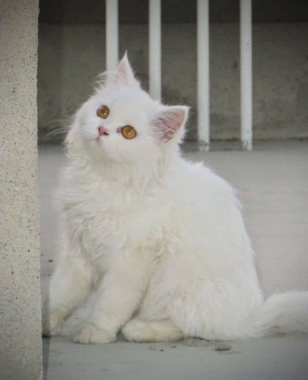 Persian White cat 1