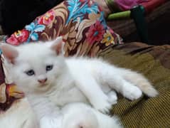 Persian Male kitten available